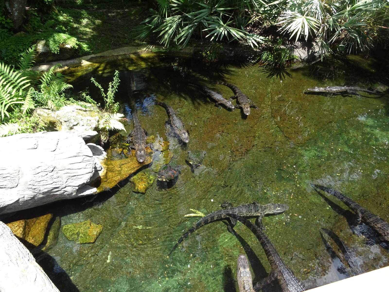 American Alligators at SeaWorld Orlando