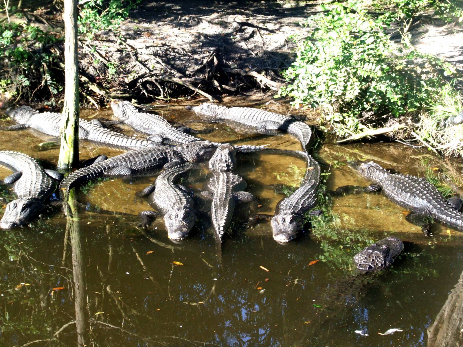 American Alligators at St. Augustine, 11/10/13