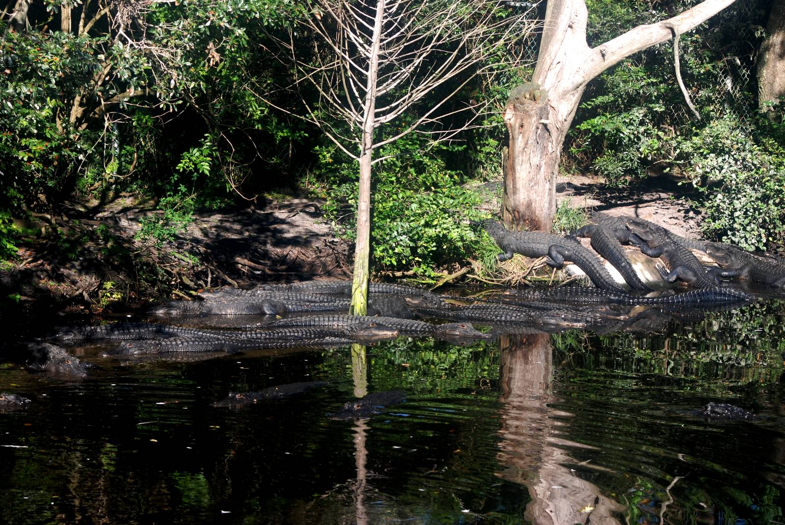 American Alligators at St. Augustine, 11/10/13