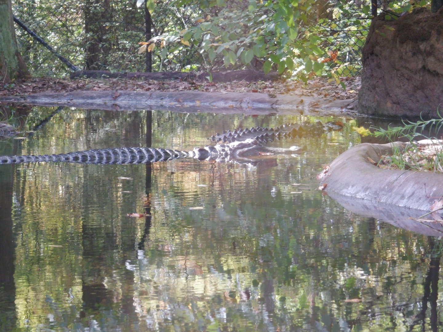 American Alligators at the North Carolina Zoo
