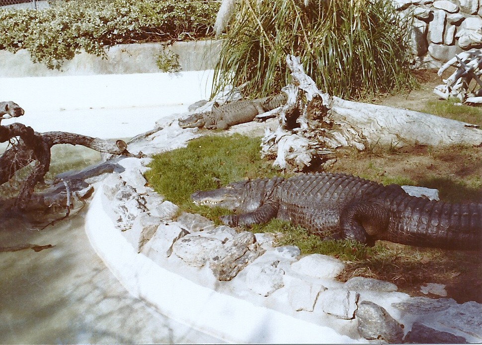 American Alligators - Circa 1982