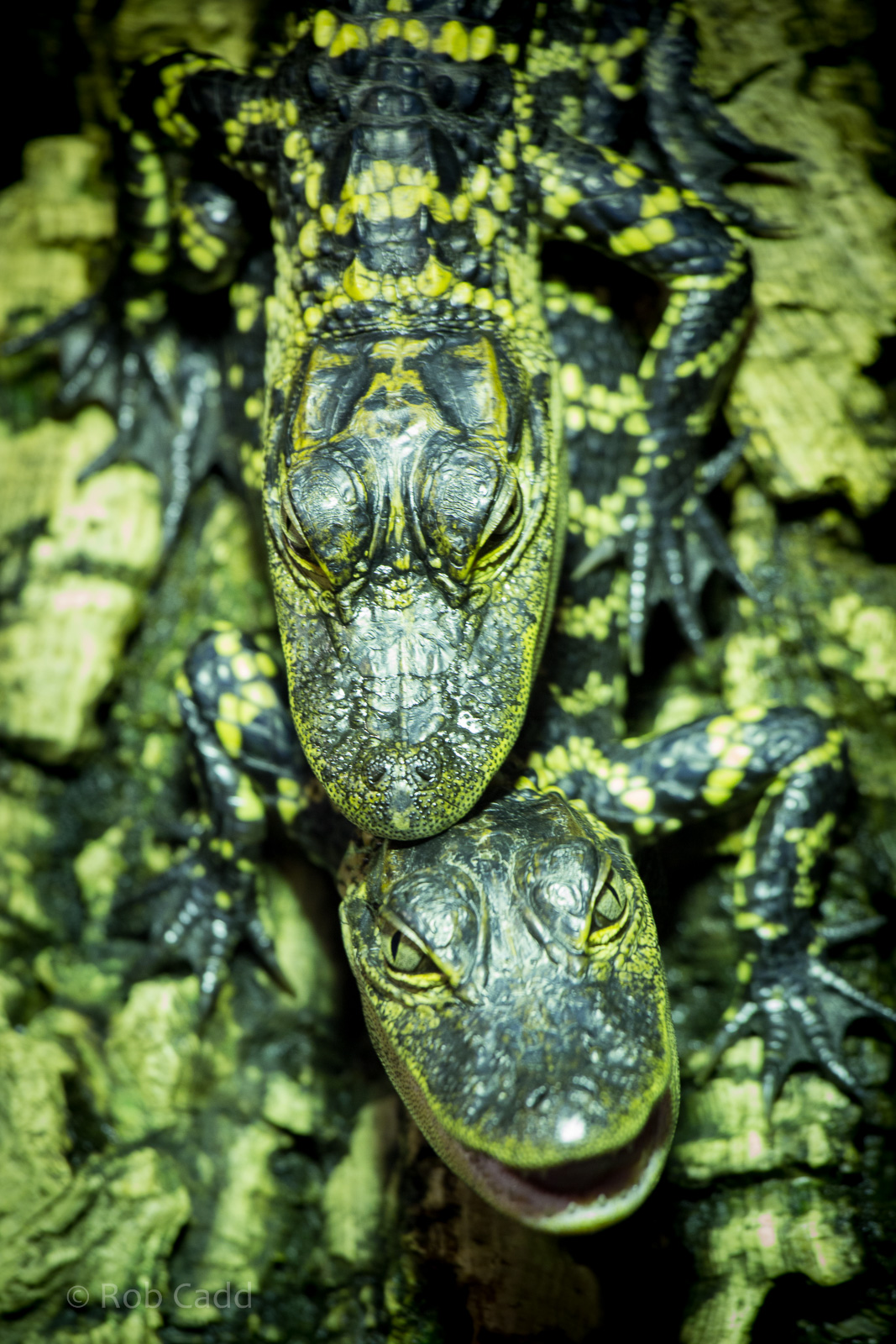 American alligators : Crocodiles of the World : 14 Nov 2014