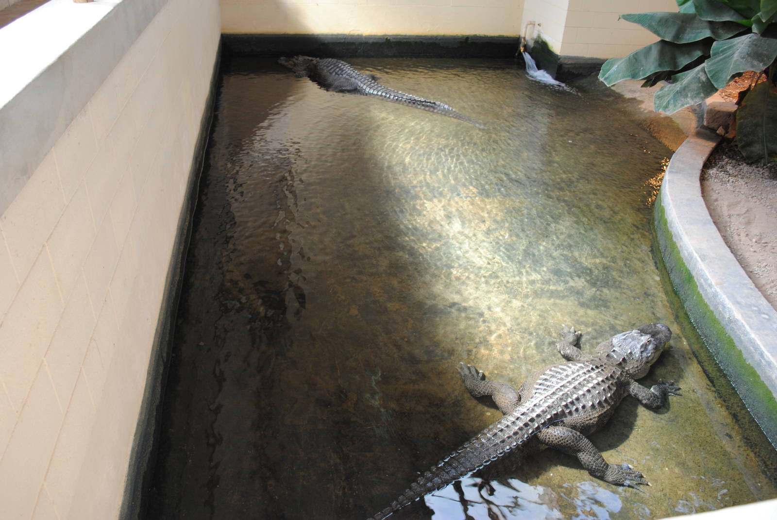 American Alligators Exhibit (indoors only)