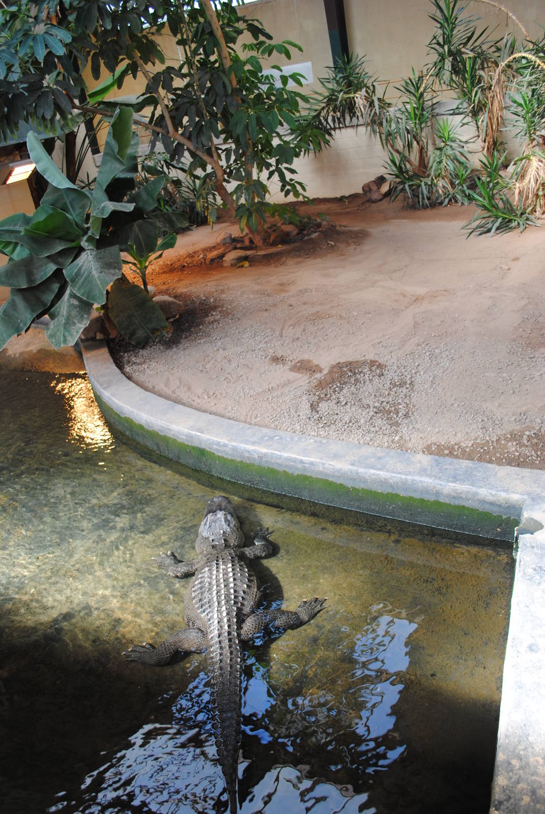 American Alligators Exhibit (indoors only)