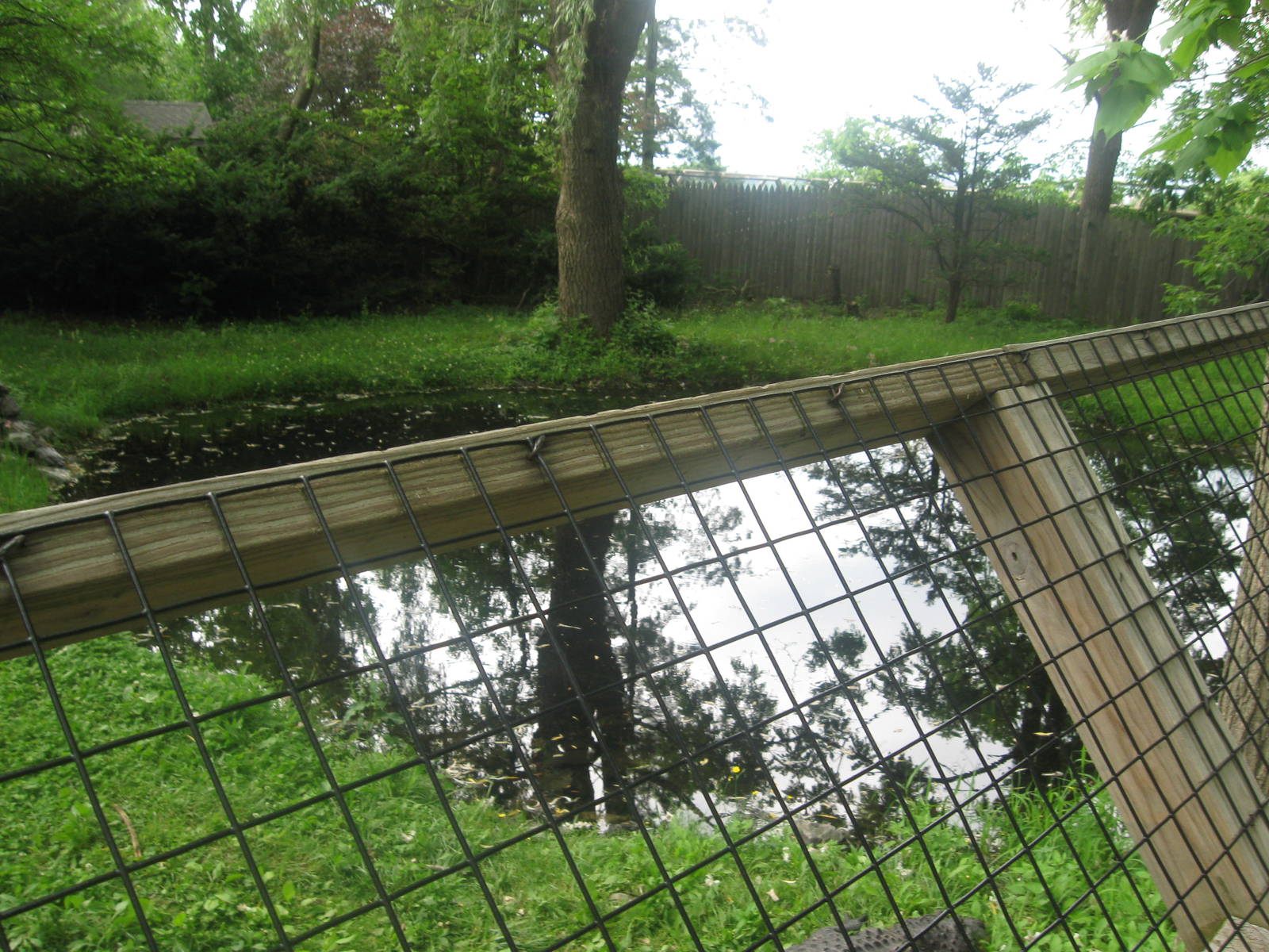 American Alligators exhibit