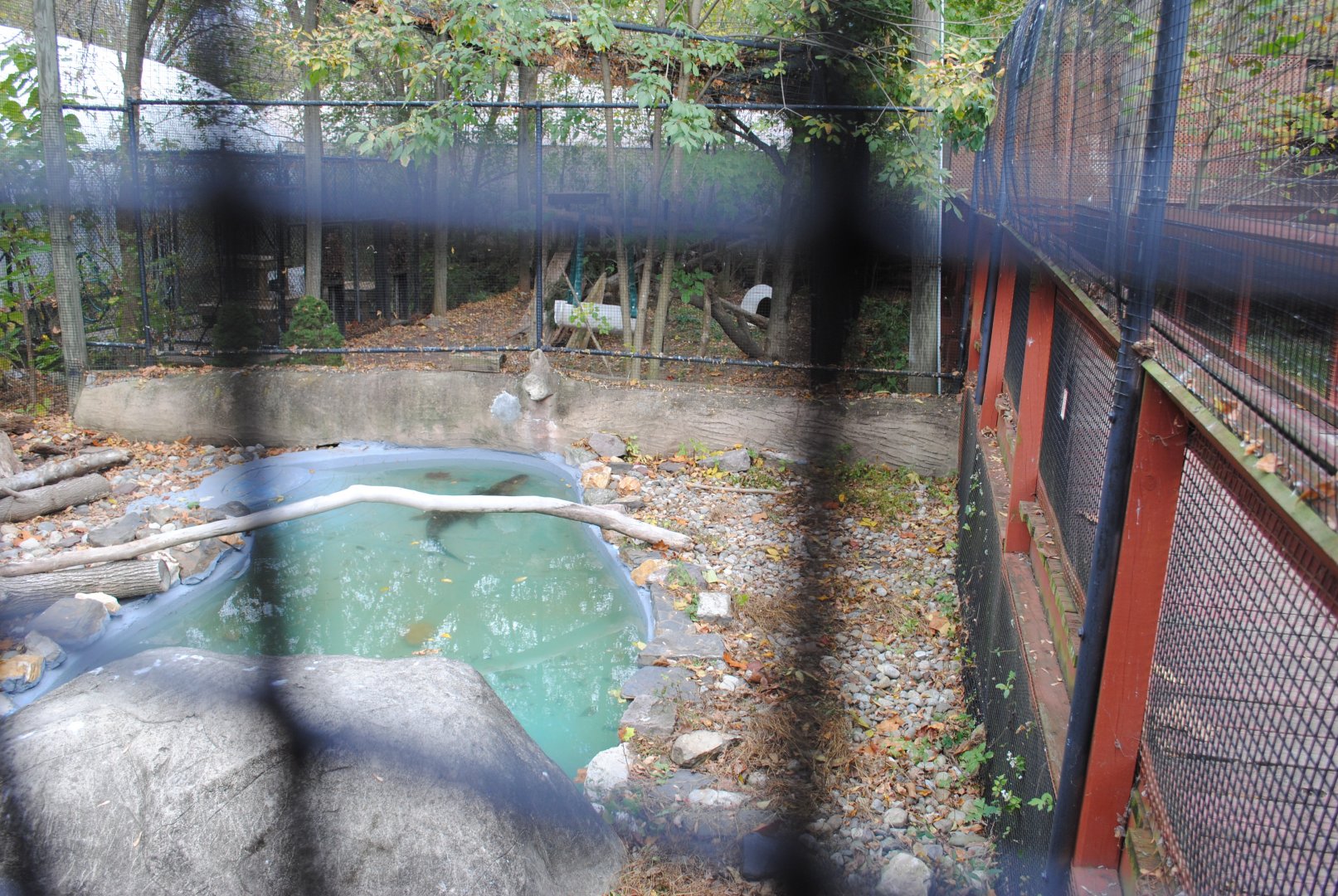 American Alligator's Exhibit