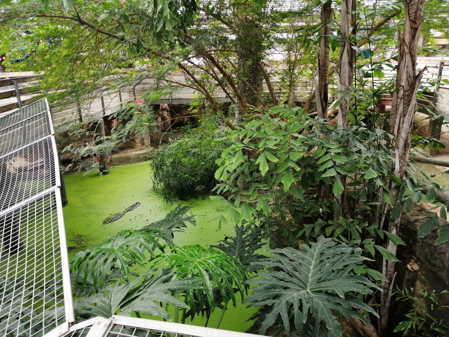 American Alligators exhibit