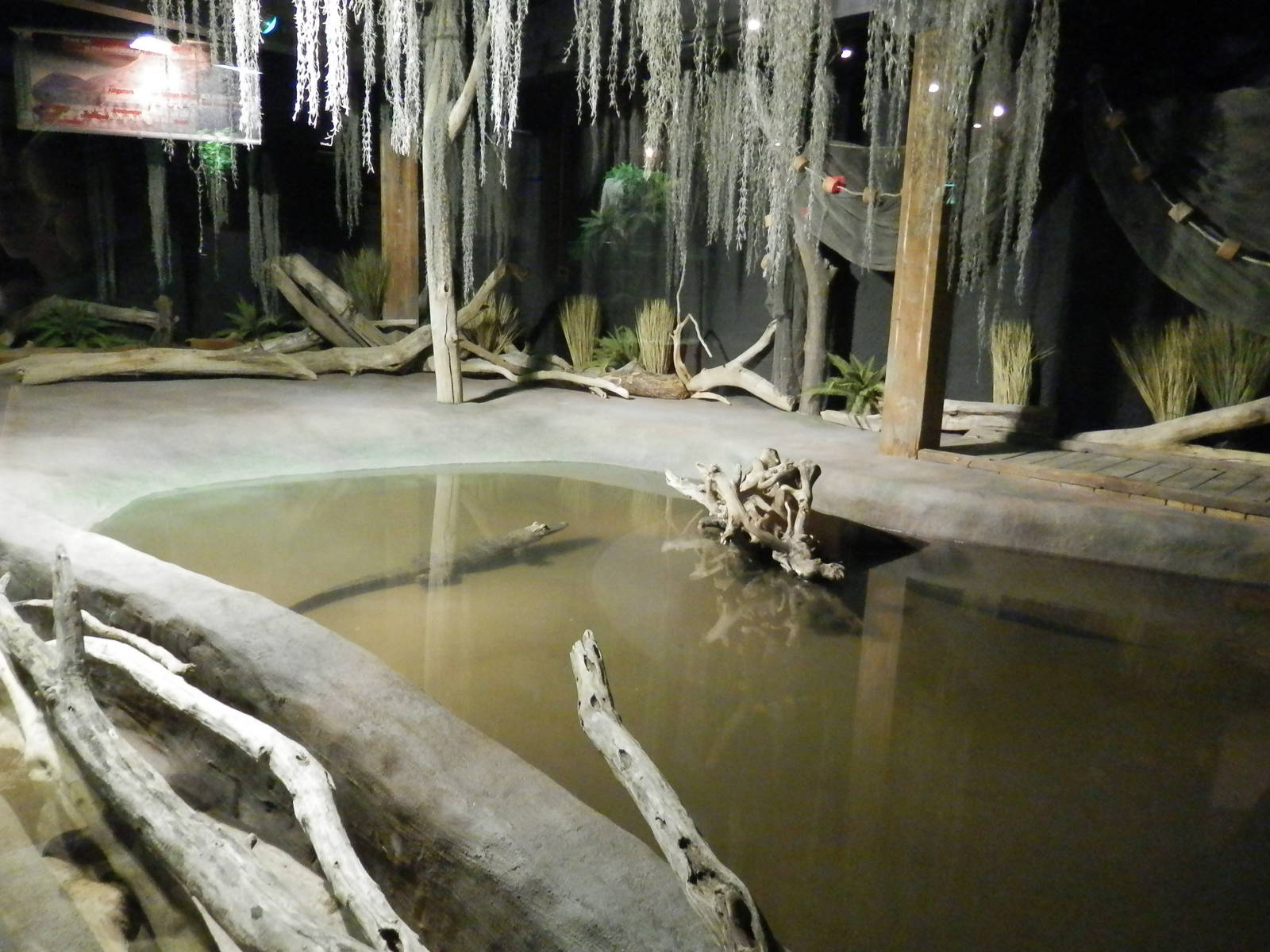 American Alligators Habitat