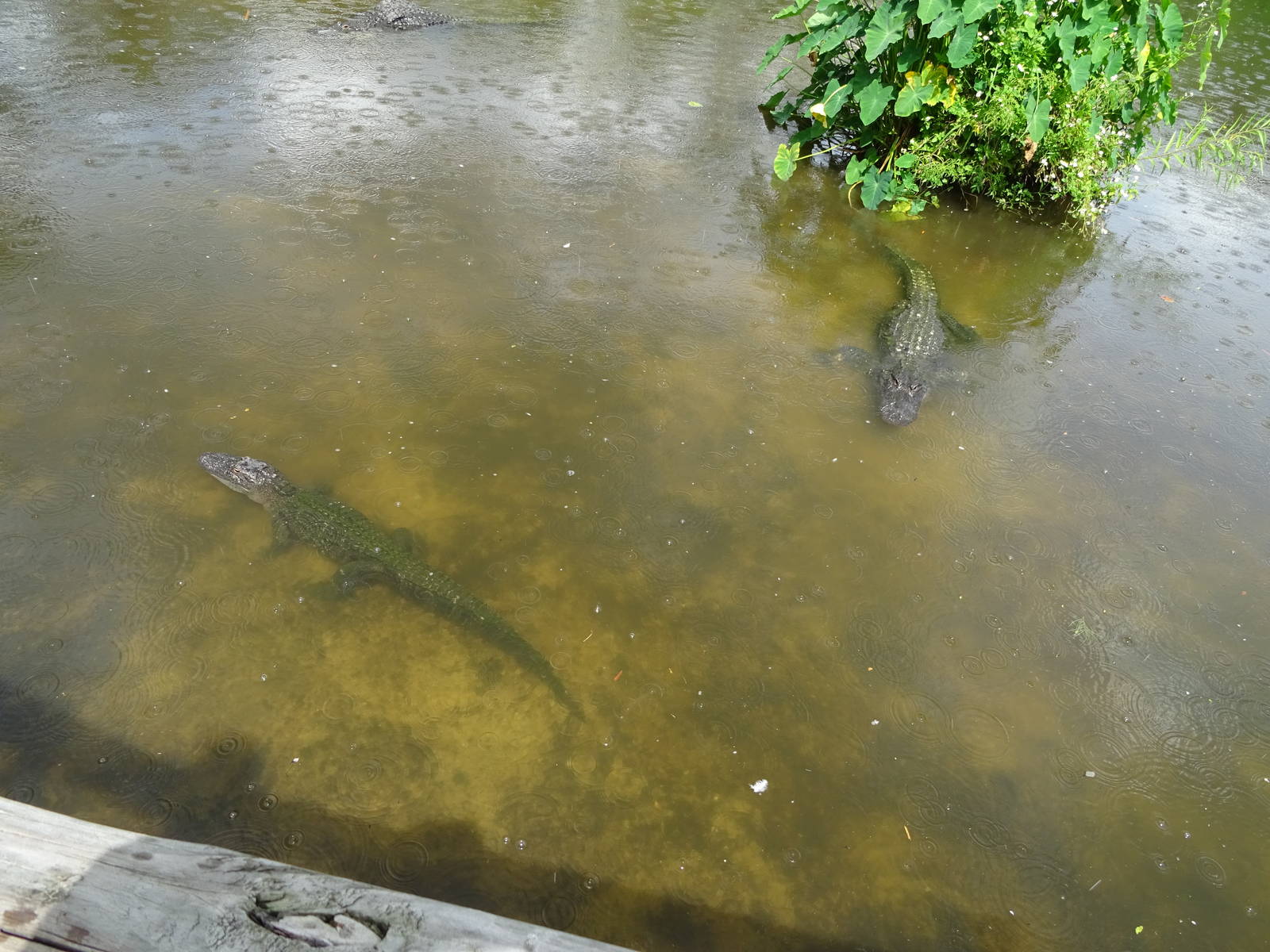 American Alligators in the Breeding Marsh at Gatorland