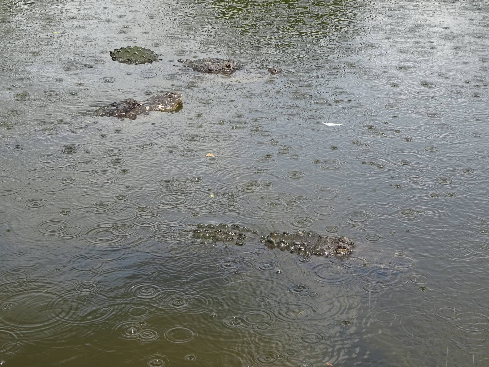 American Alligators in the Breeding Marsh at Gatorland