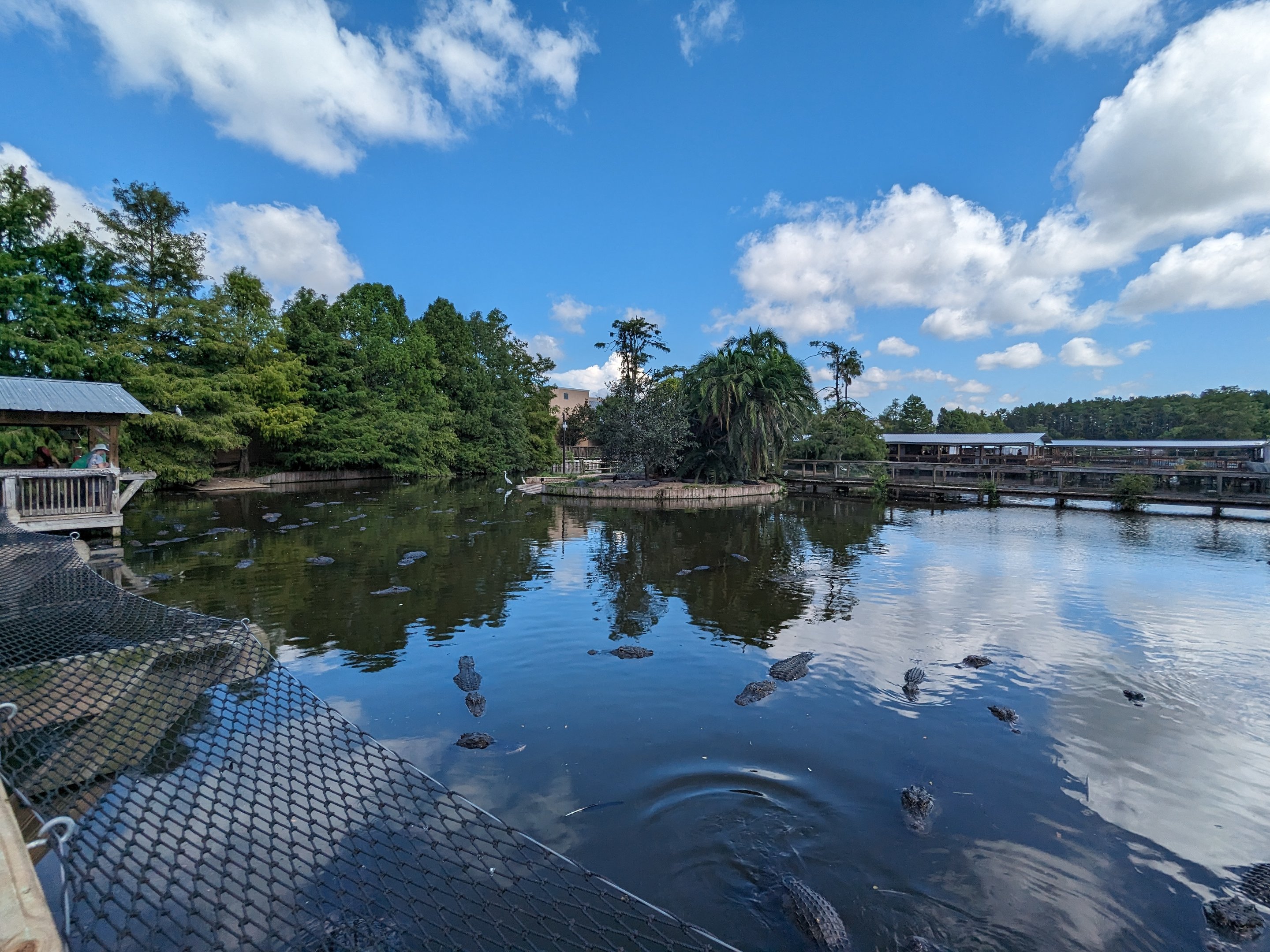 American Alligators - Main pond
