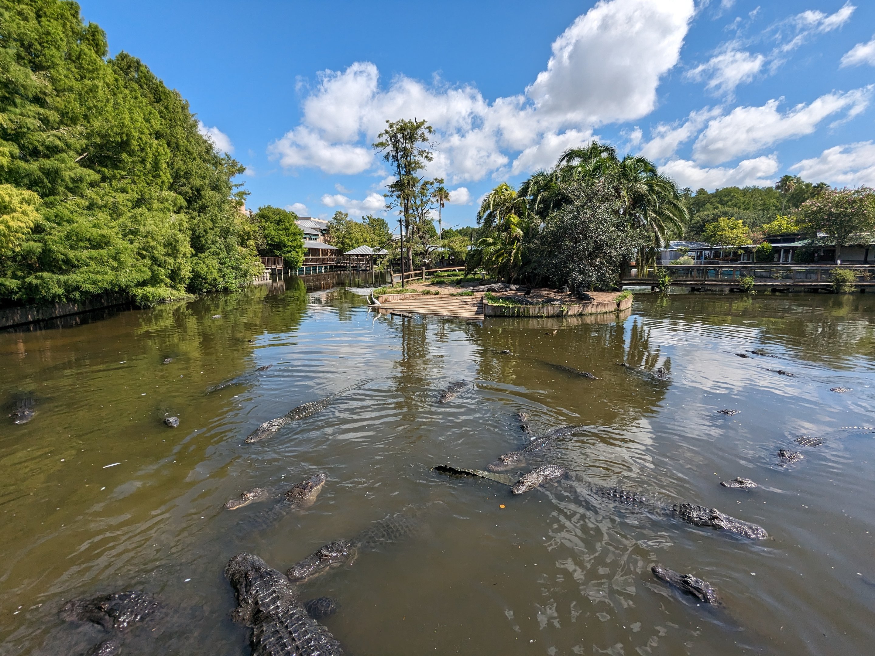 American Alligators - Main pond