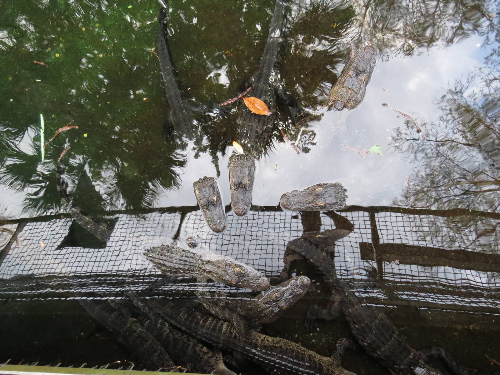 American alligators, March 2015