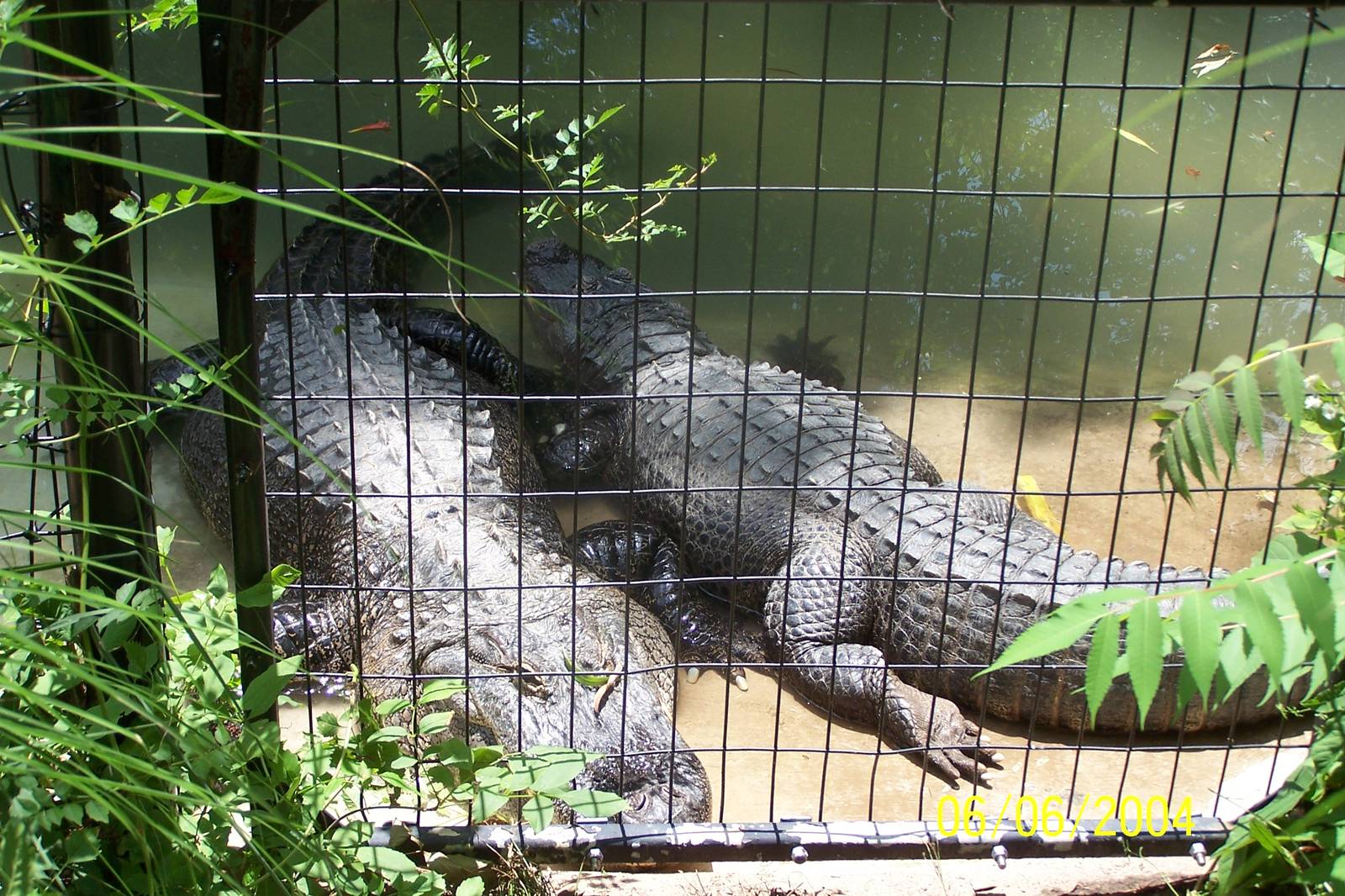American Alligators ~ Shores