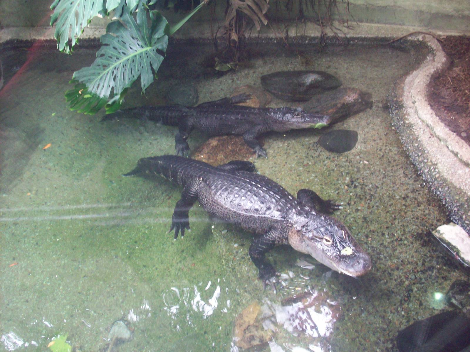 American Alligators.