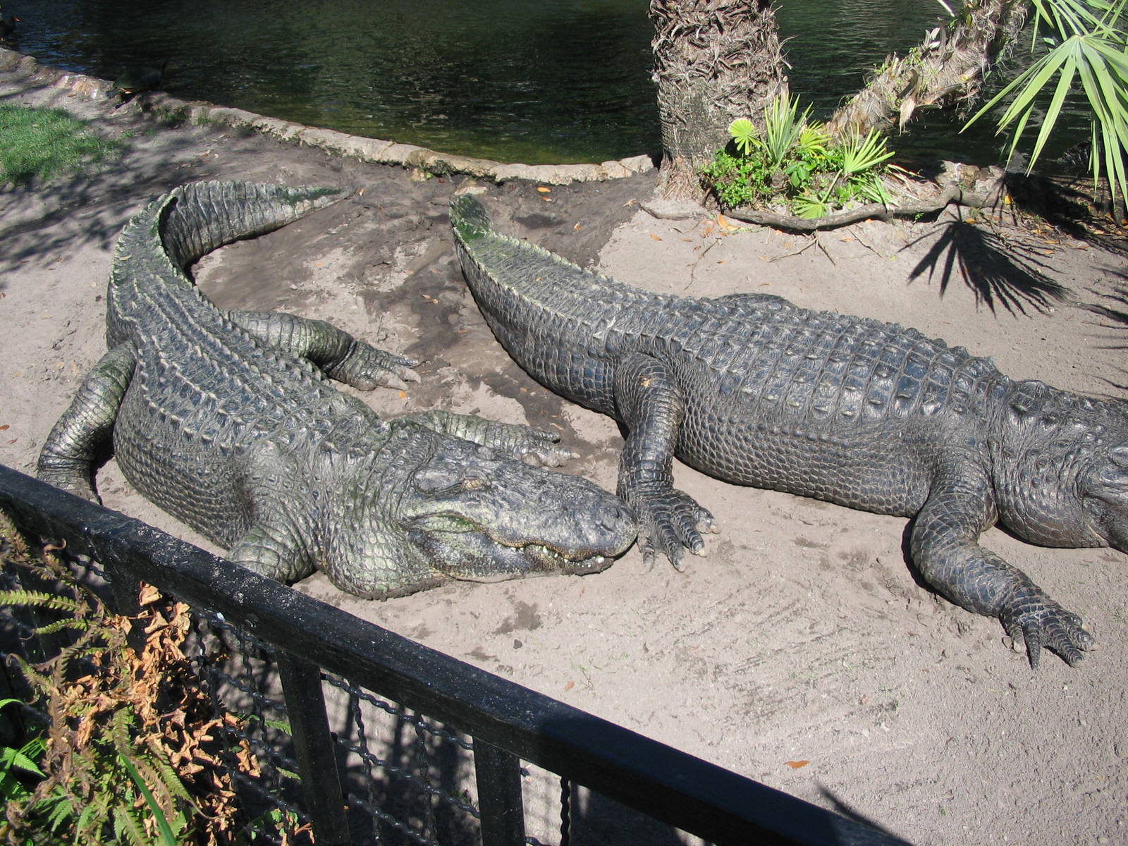 American Alligators