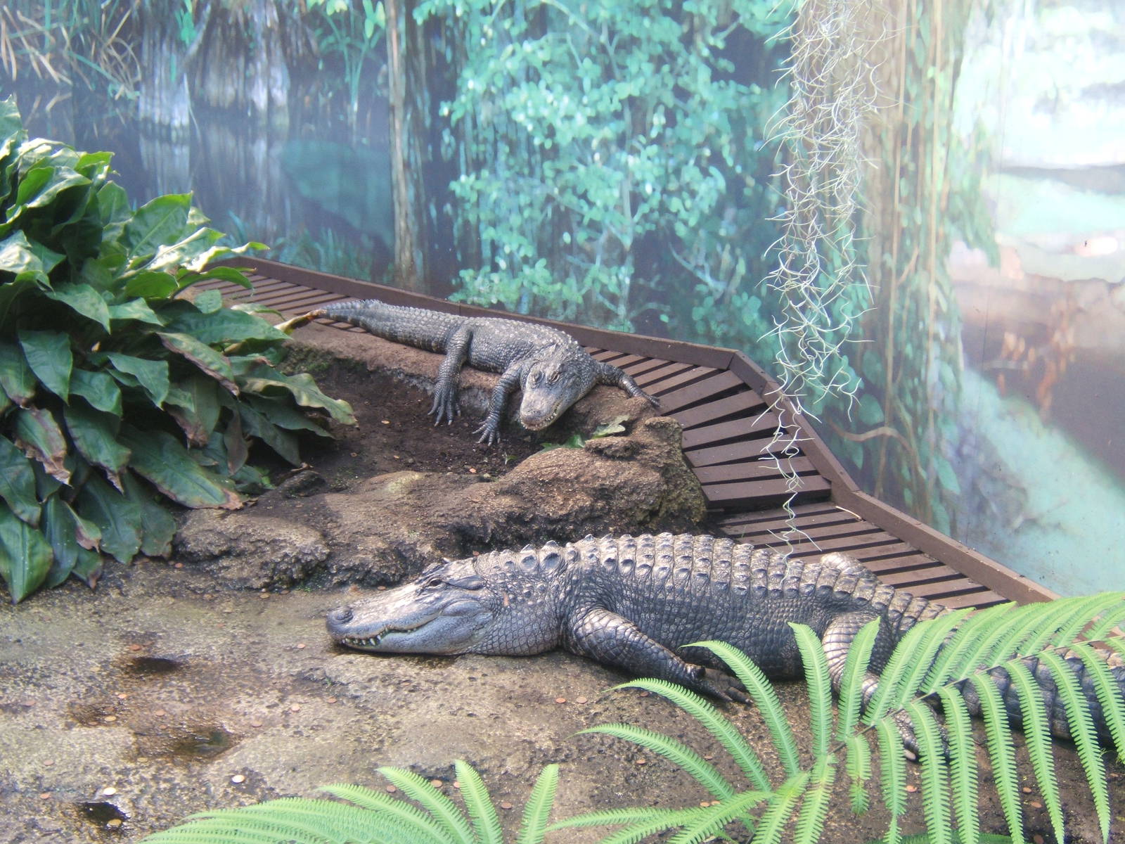 American Alligators