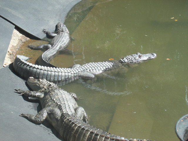 American Alligators