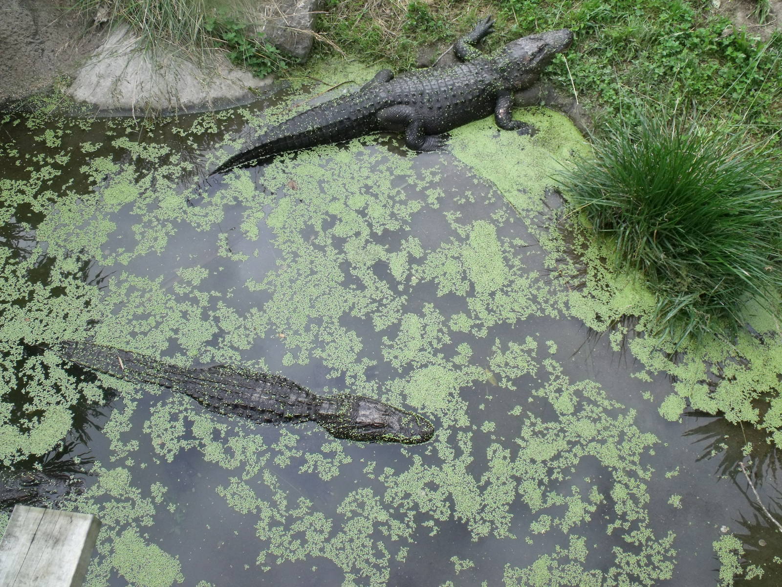 American Alligators