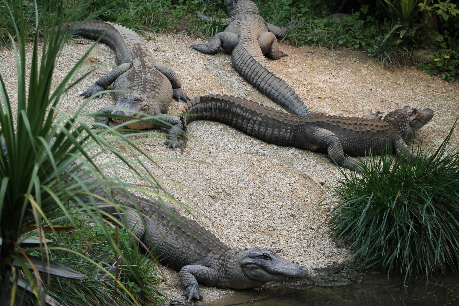 American alligators