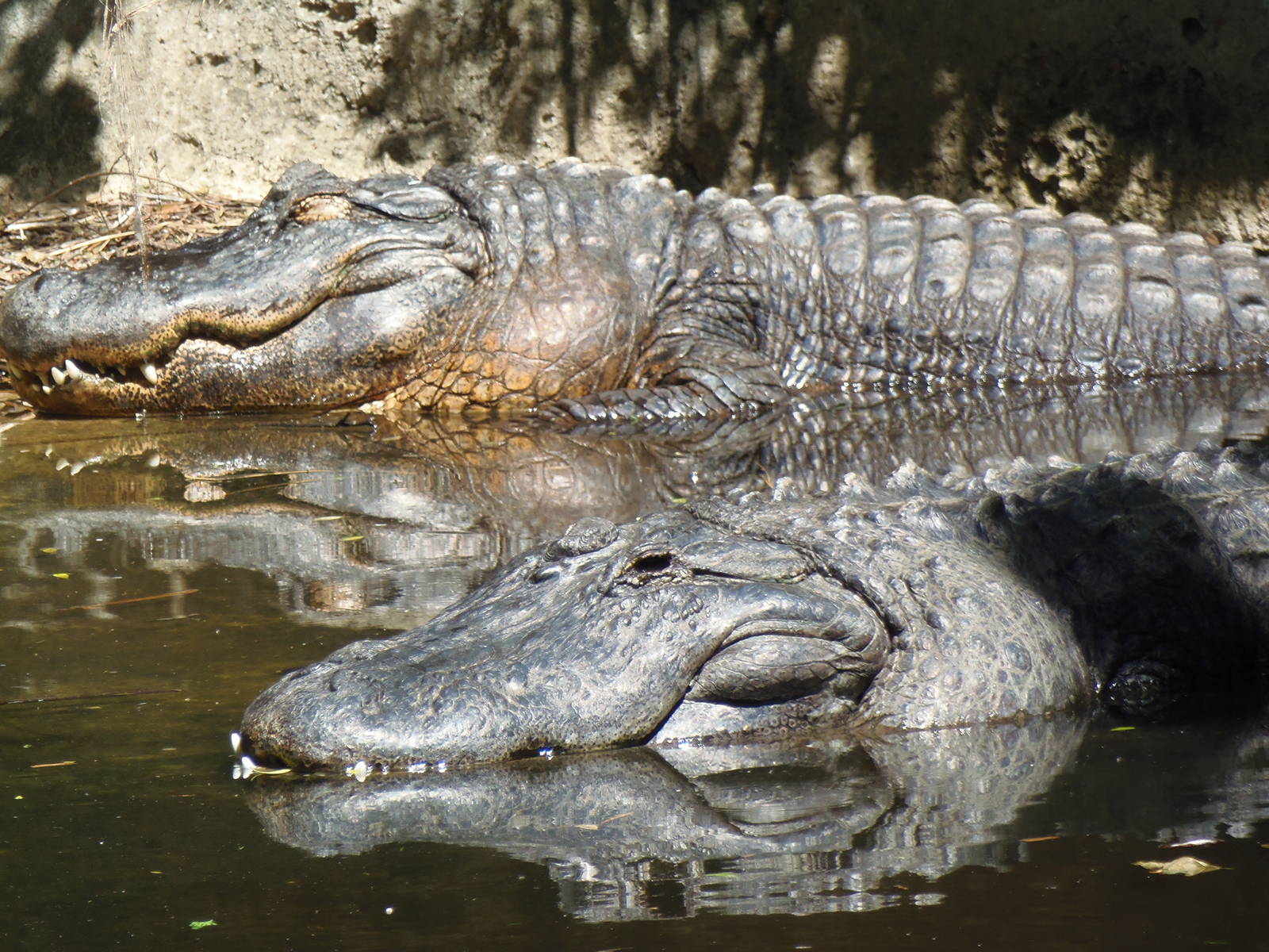 American Alligators