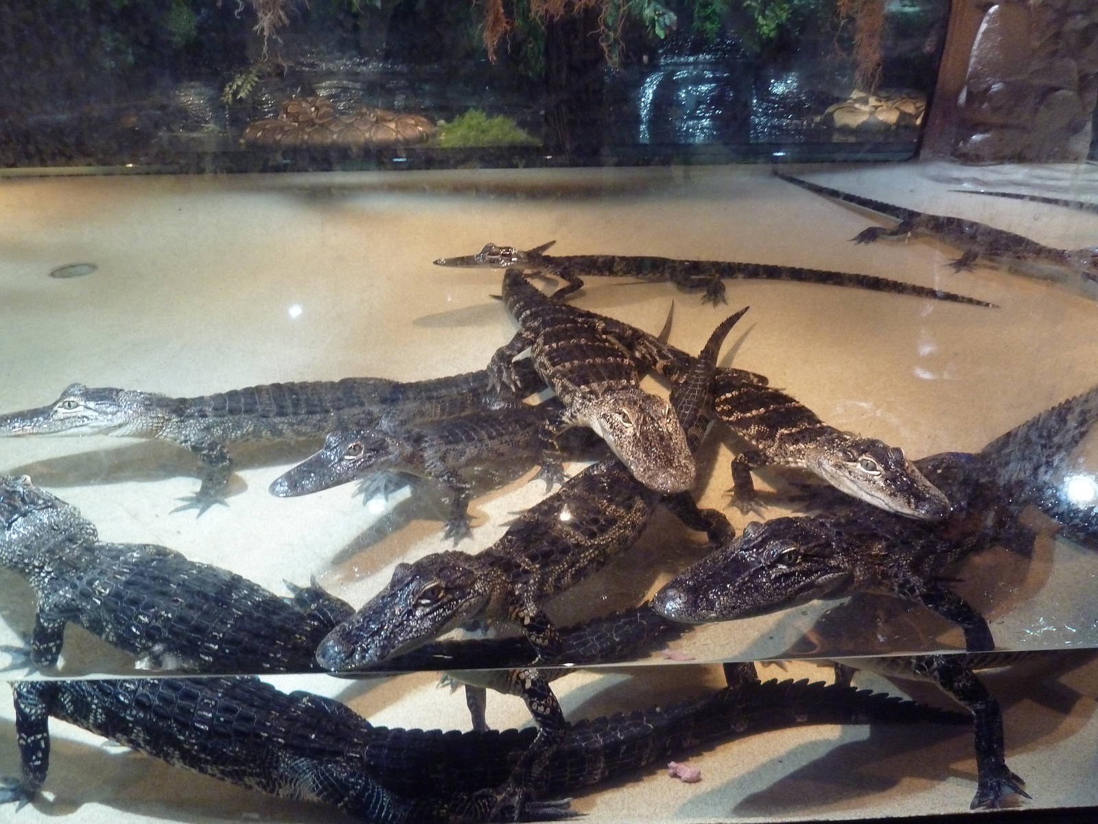 American Alligators