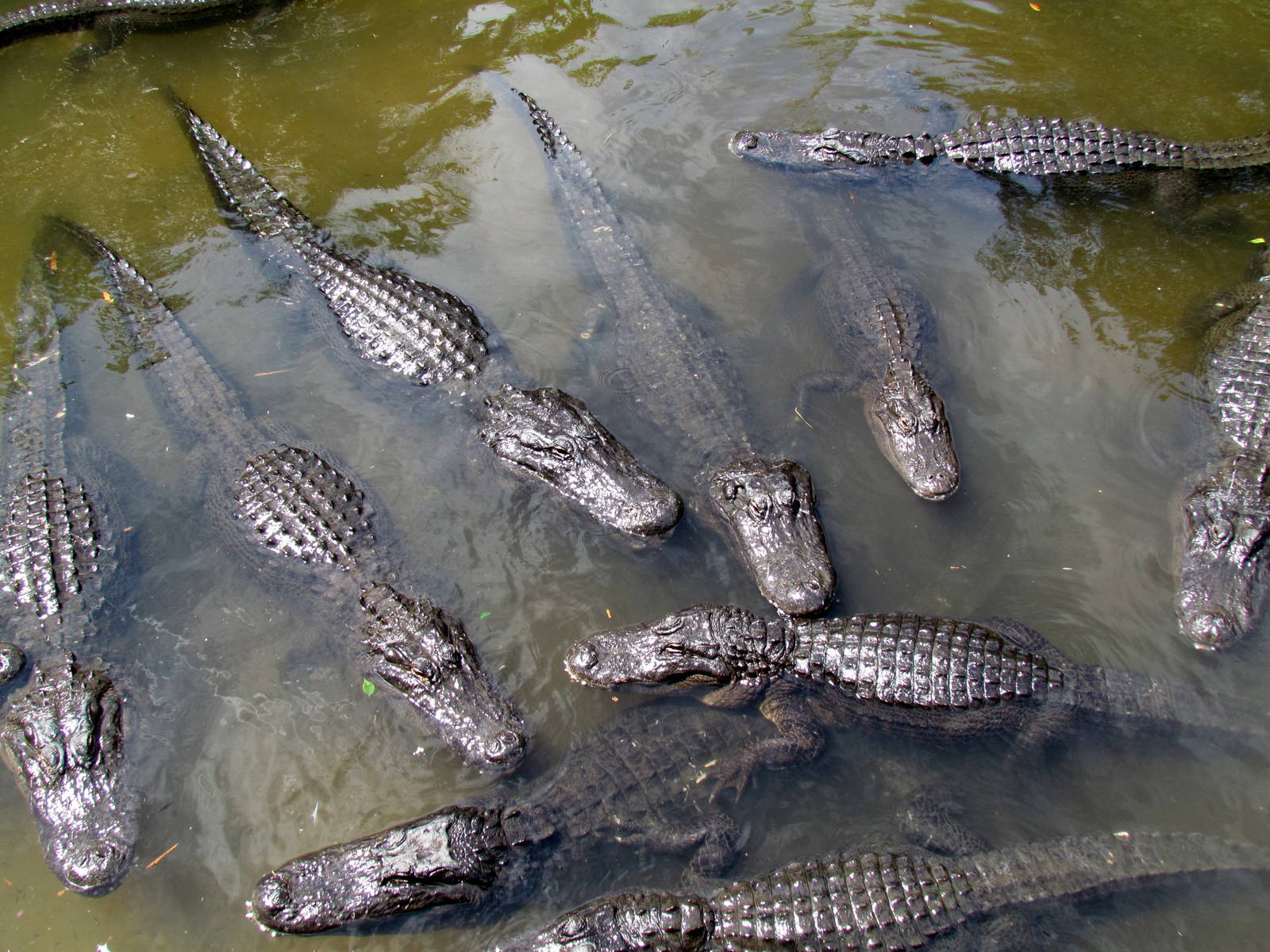American Alligators