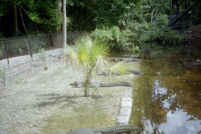American Alligators