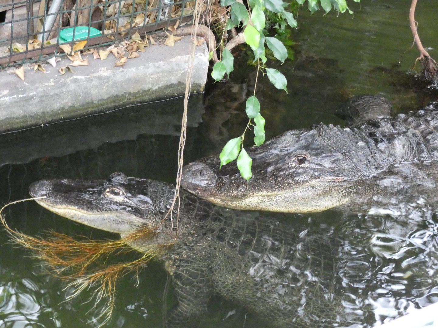 American Alligators