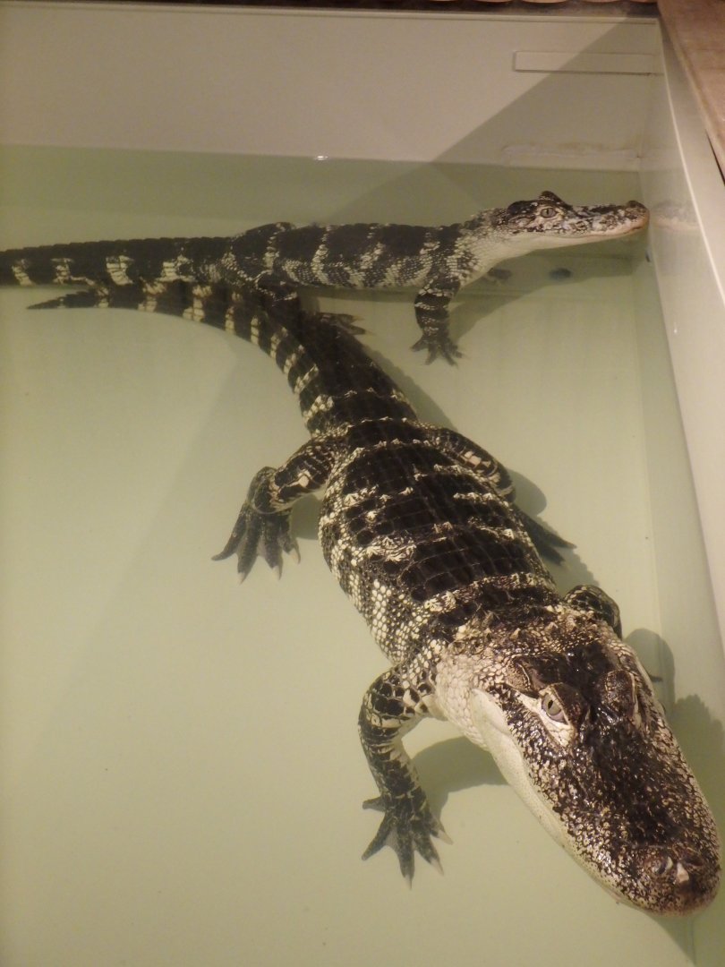 American alligators