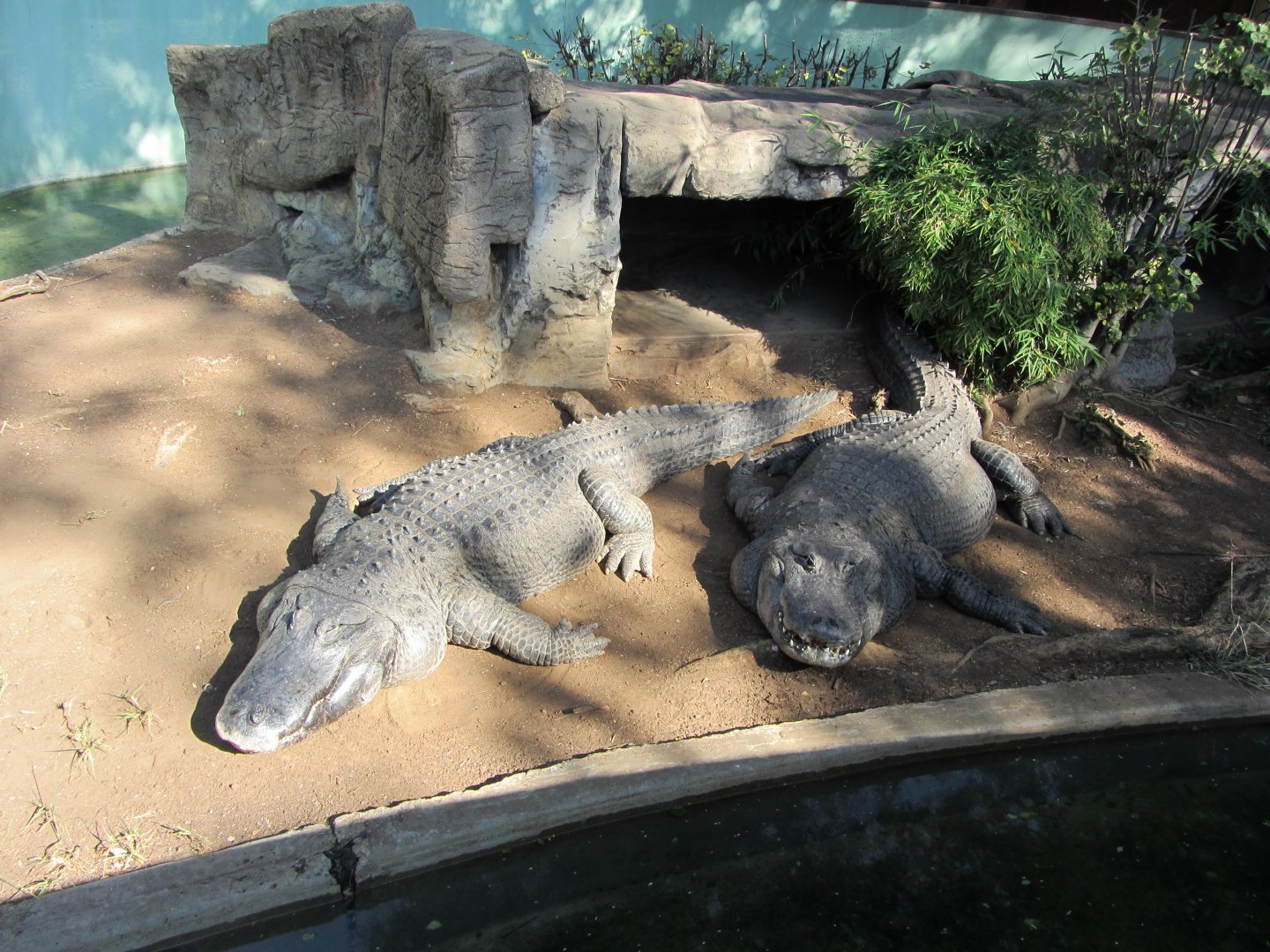 American Alligators