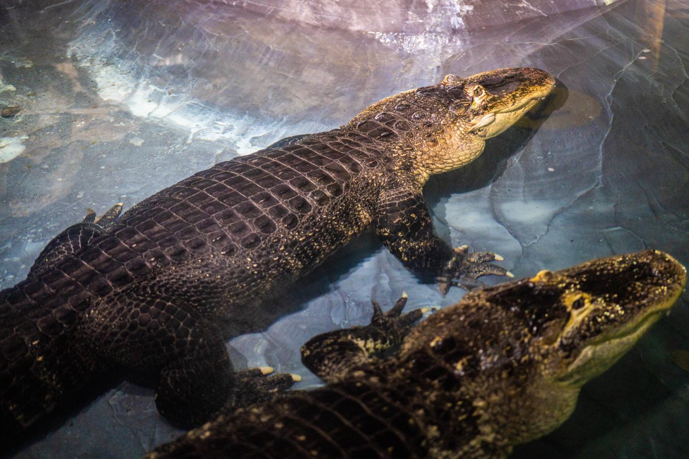 American Alligators