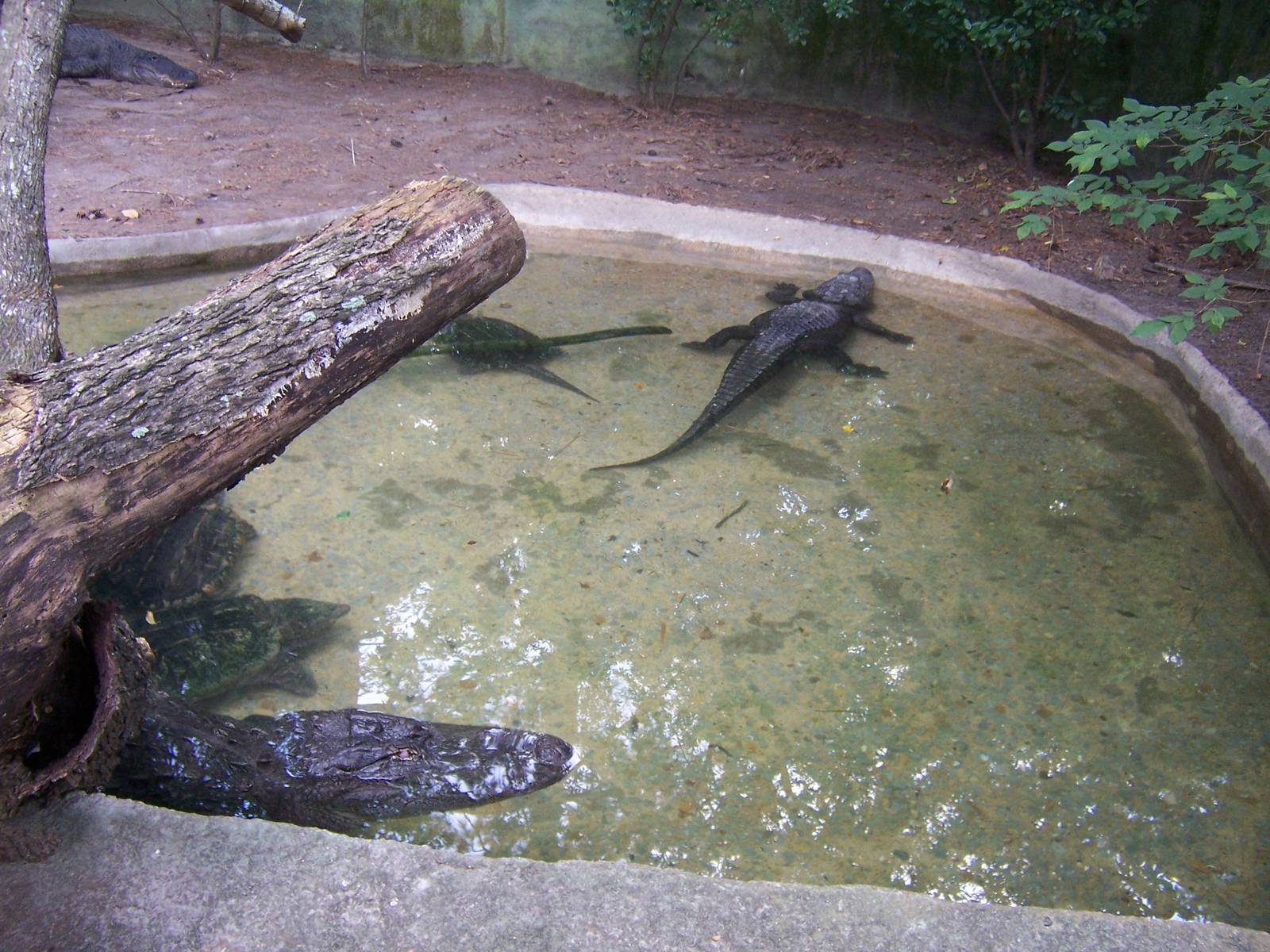 American Alligators