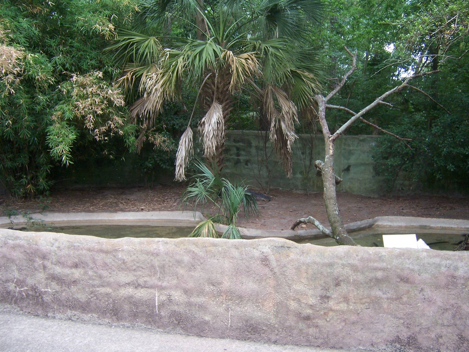 American Alligators