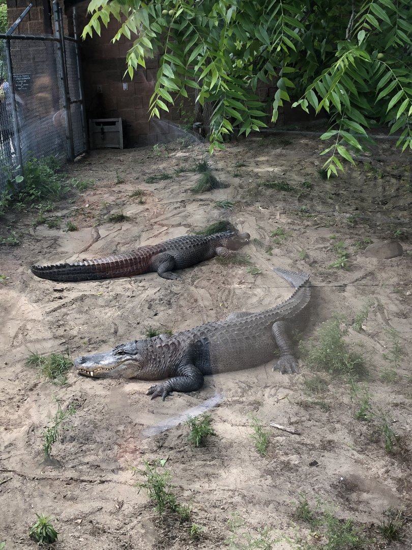 American Alligators