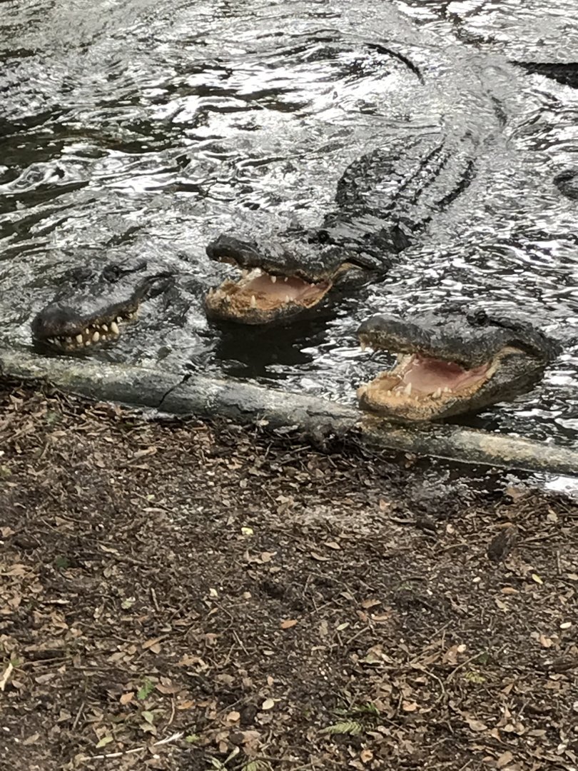 American alligators