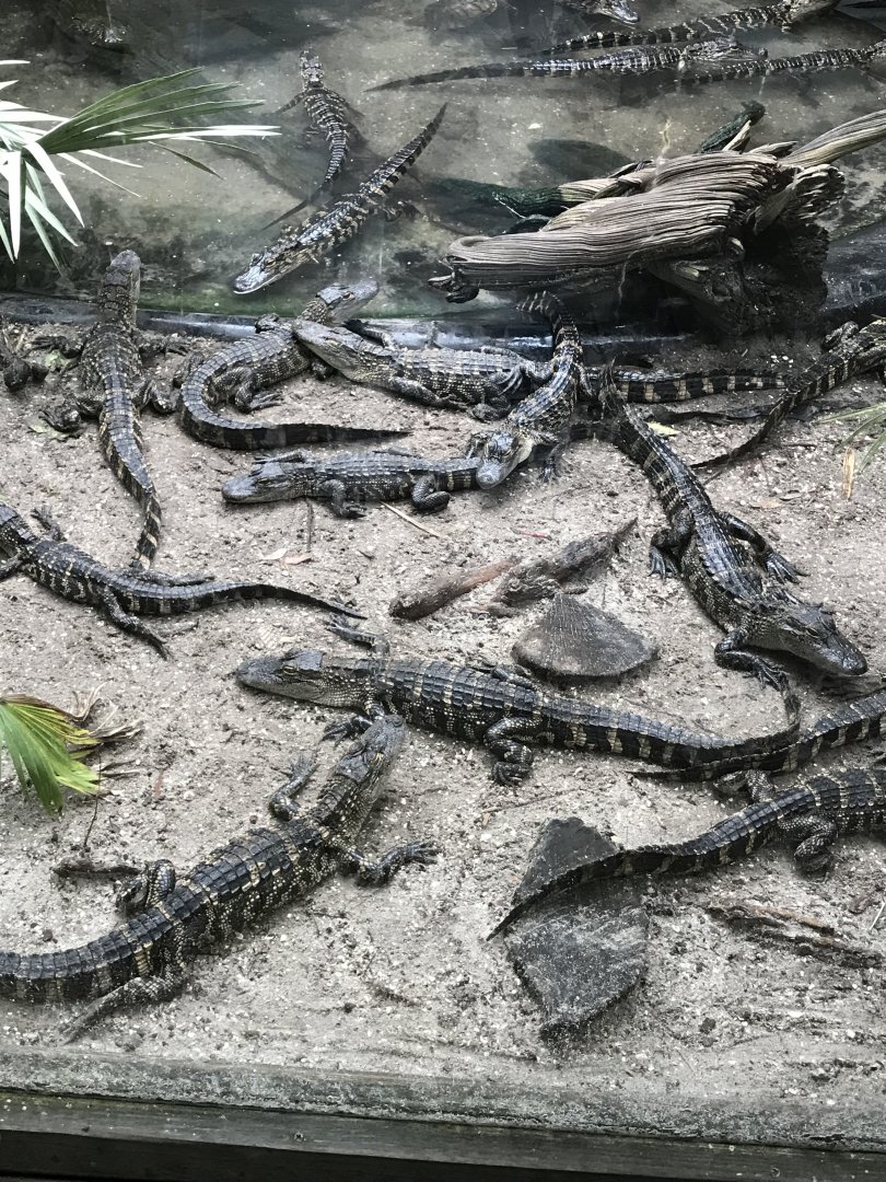 American alligators