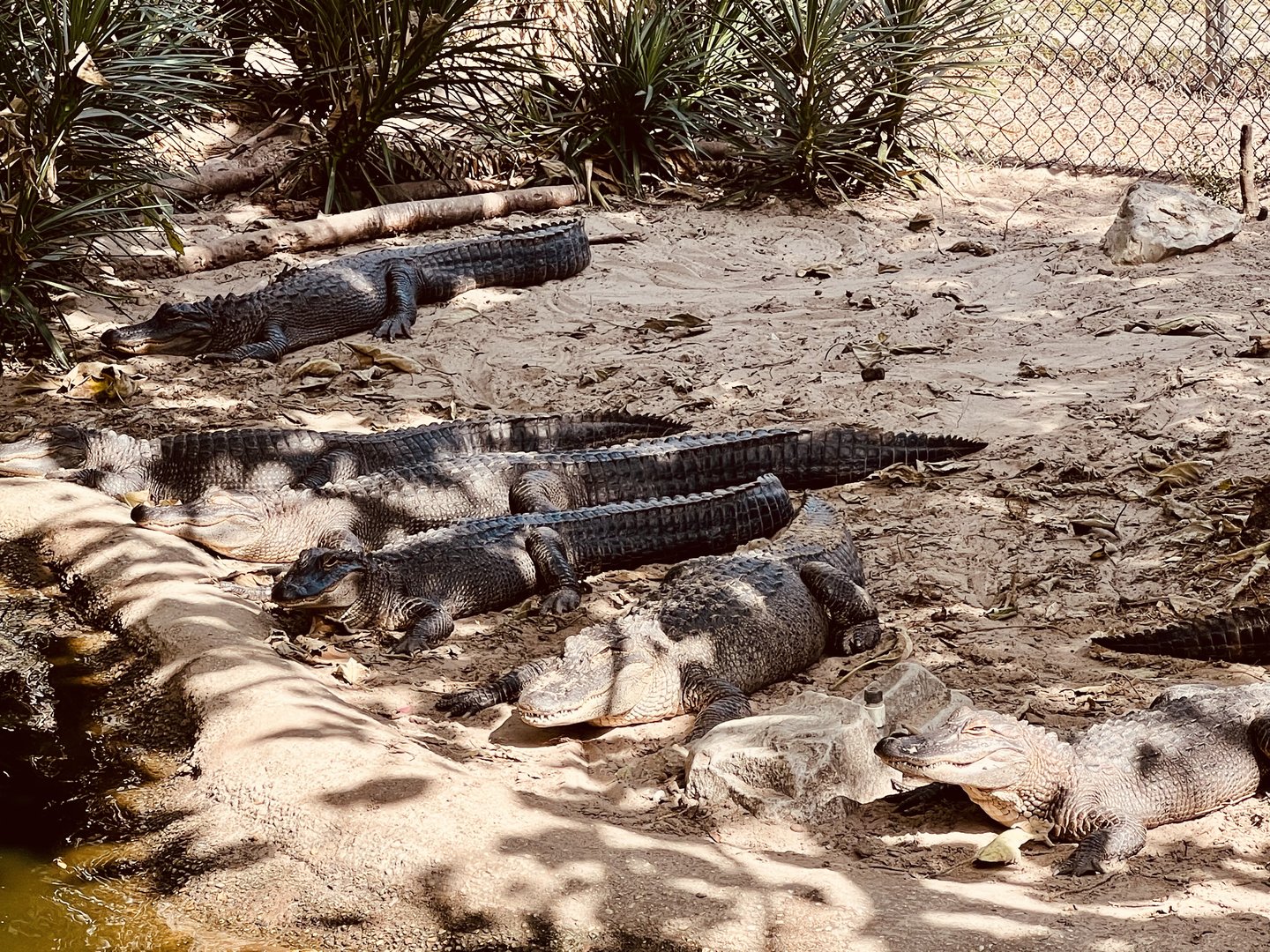 American Alligators