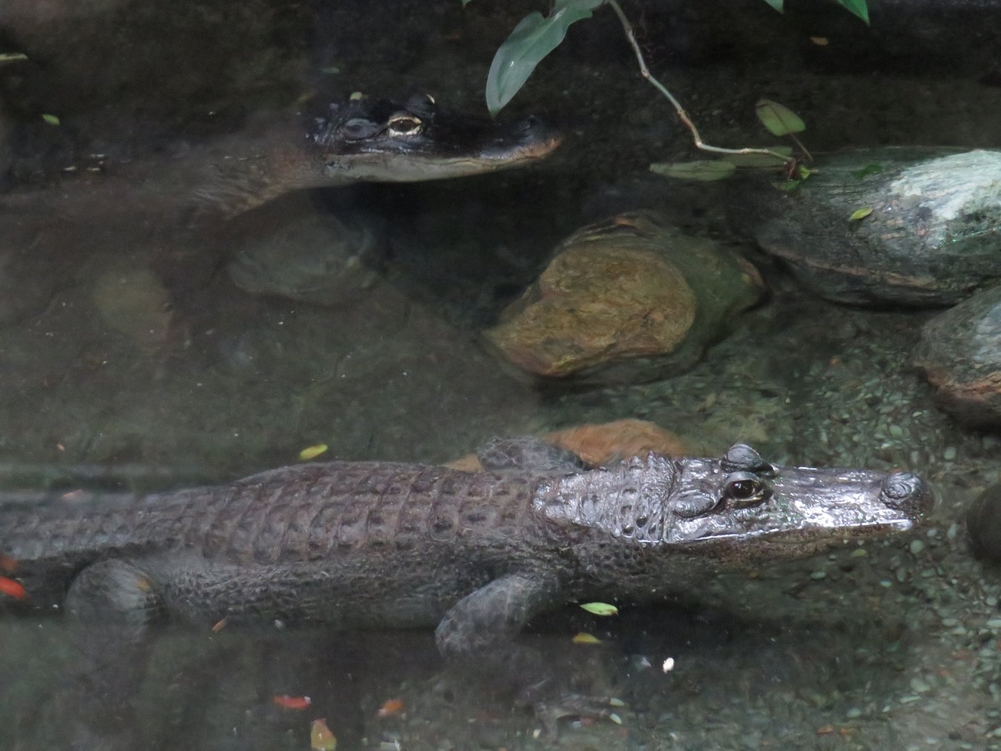 American alligators
