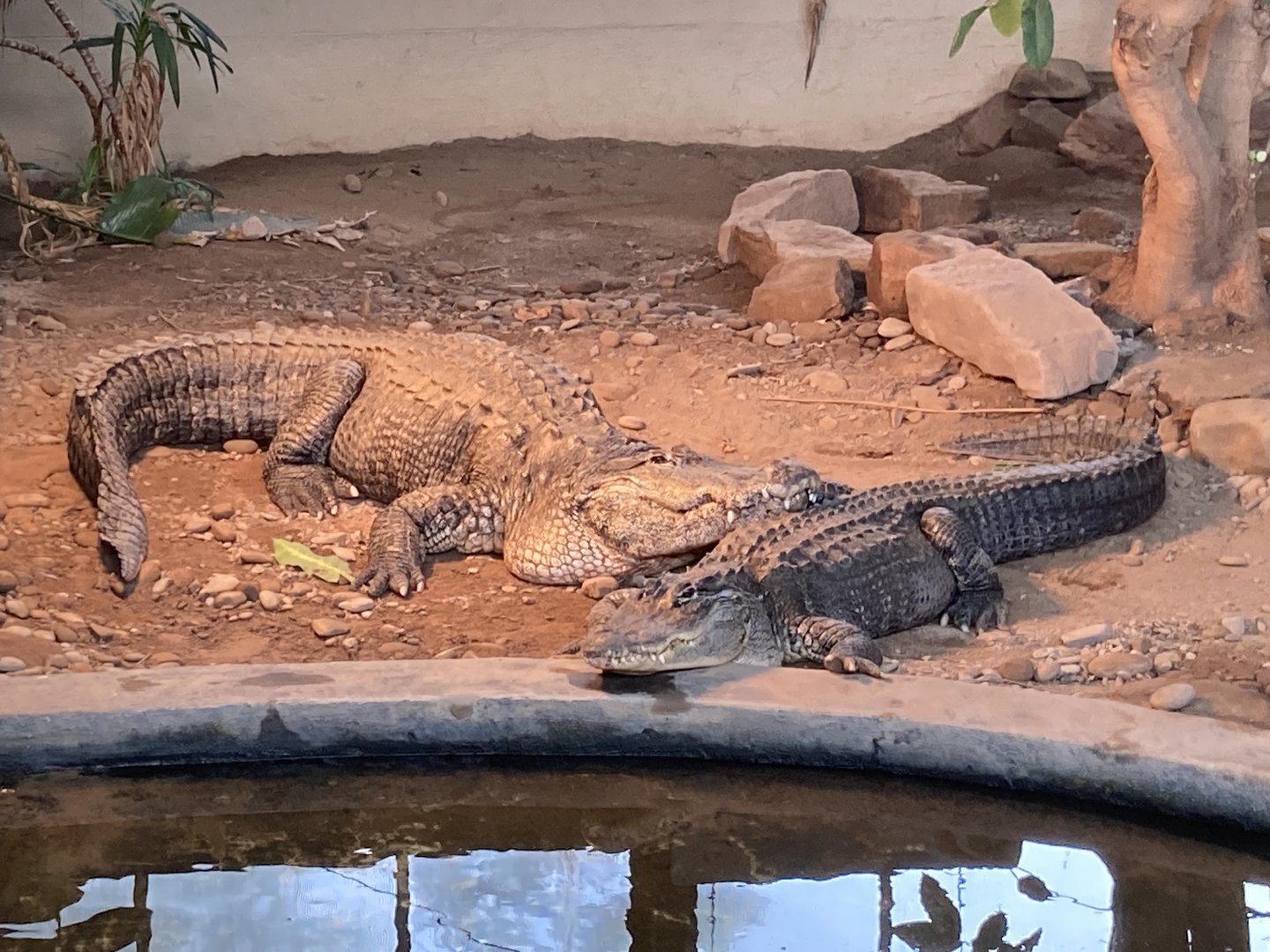 American Alligators
