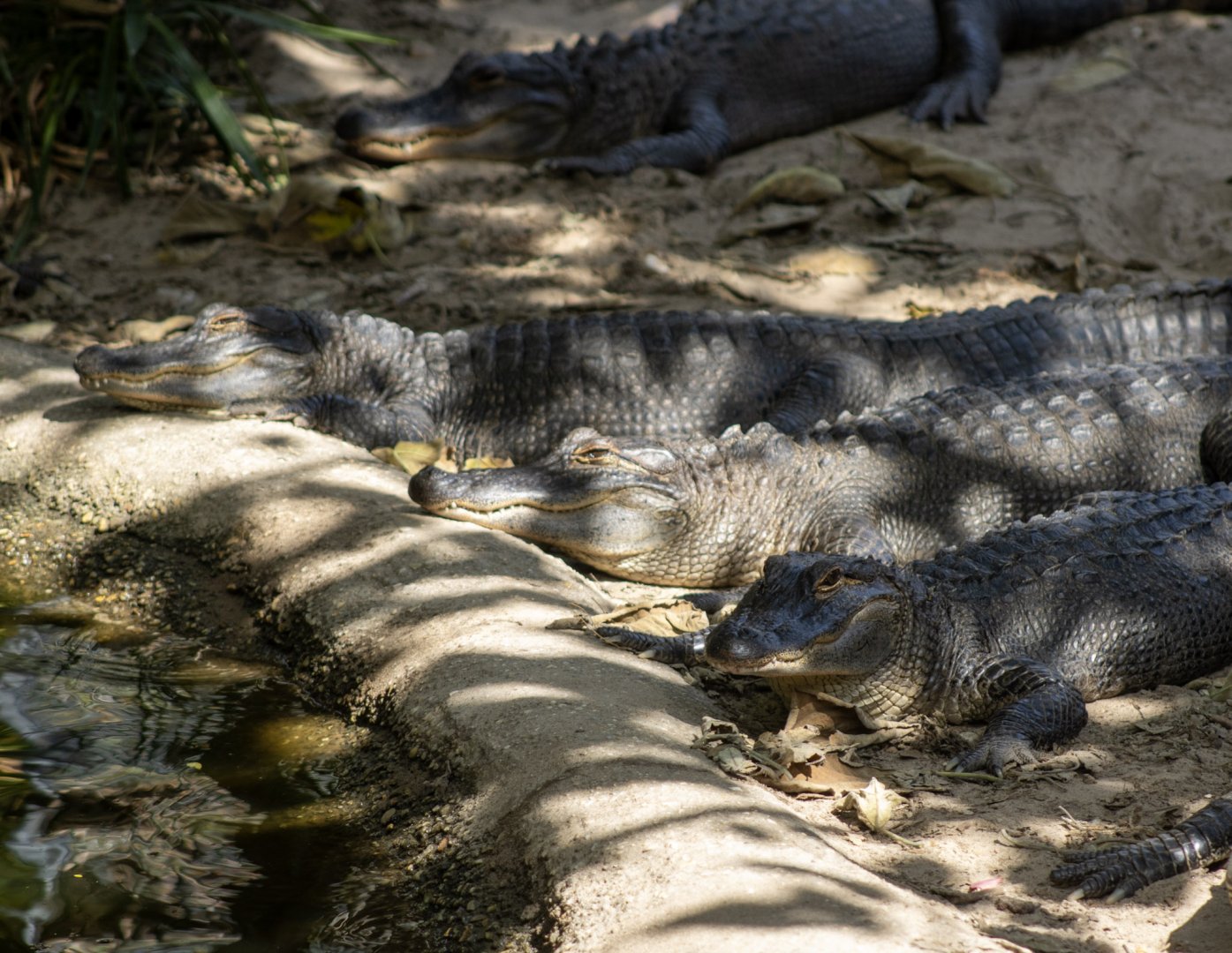American Alligators