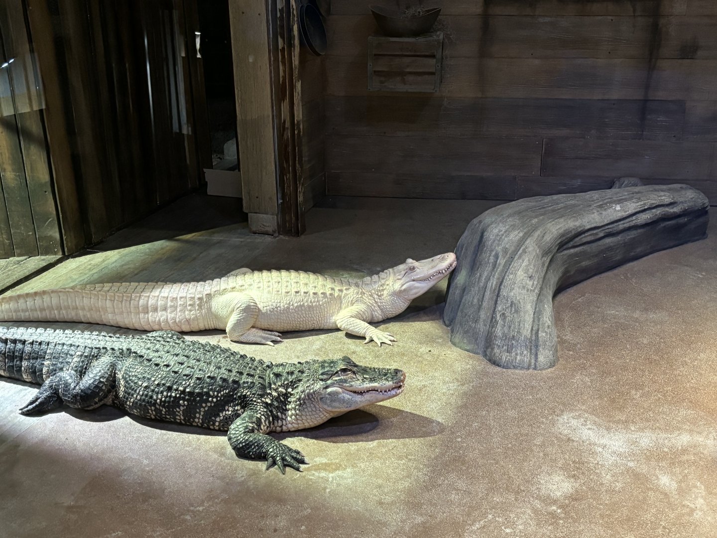 American Alligators