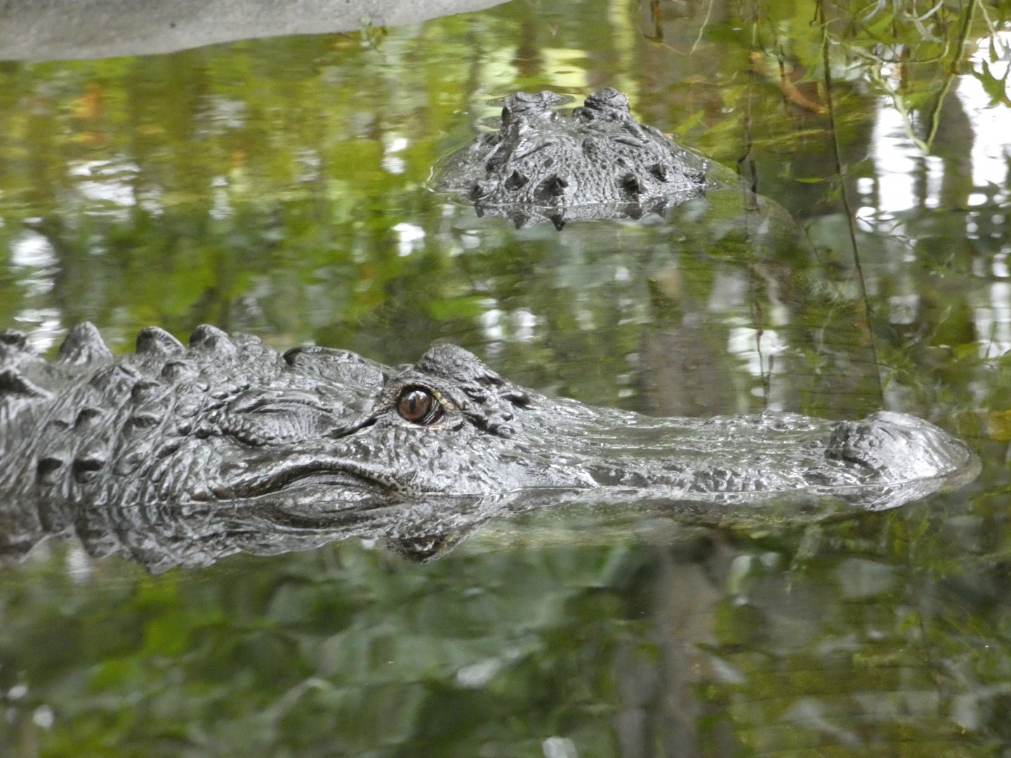 American Alligators