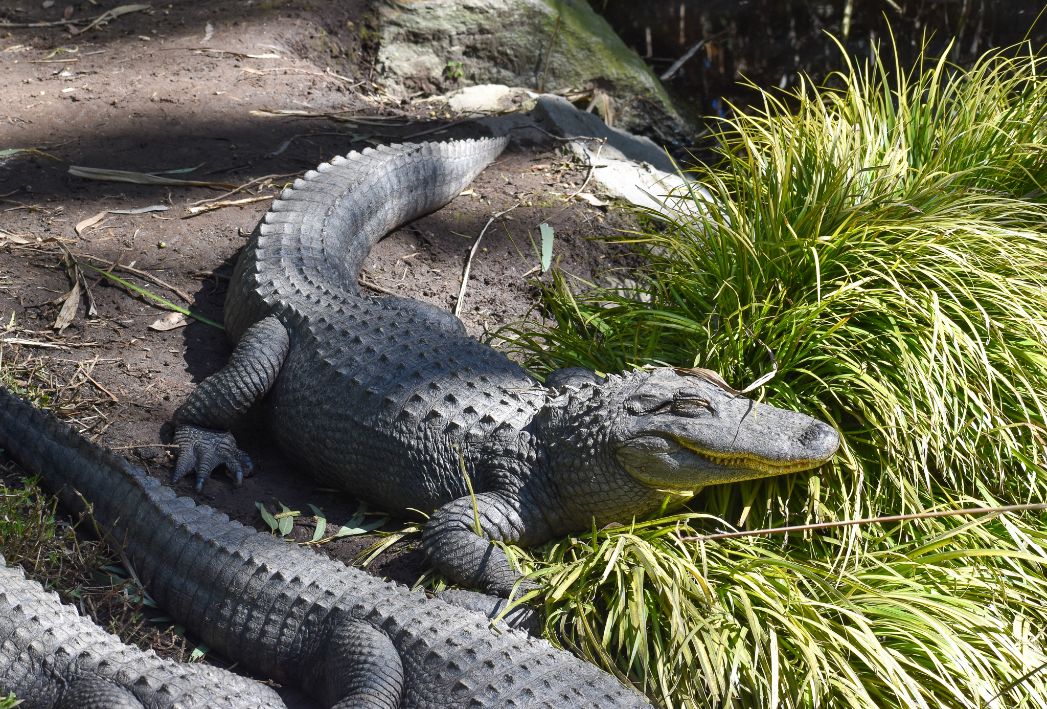 American Alligators