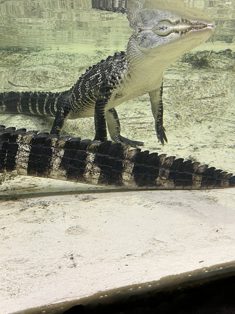 American Alligators
