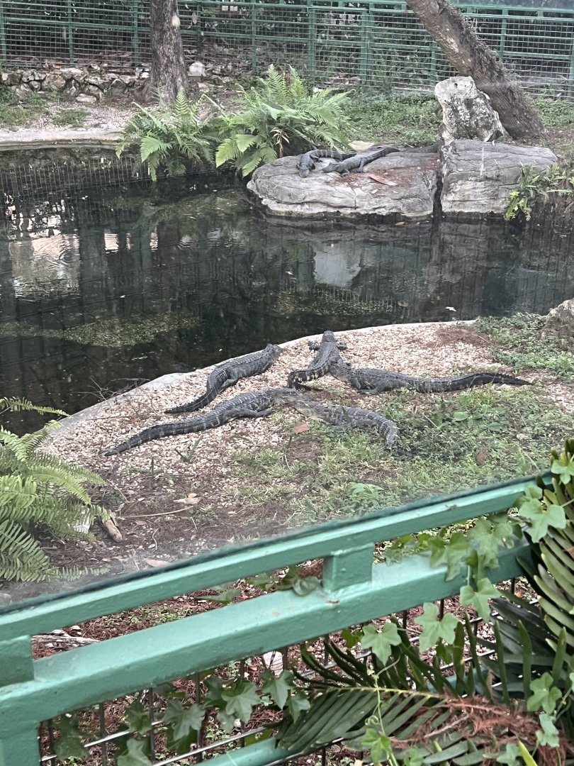 American Alligators