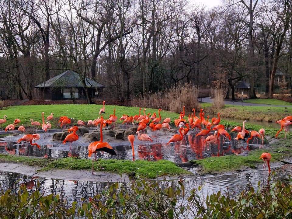 American and Chilean Flamingo