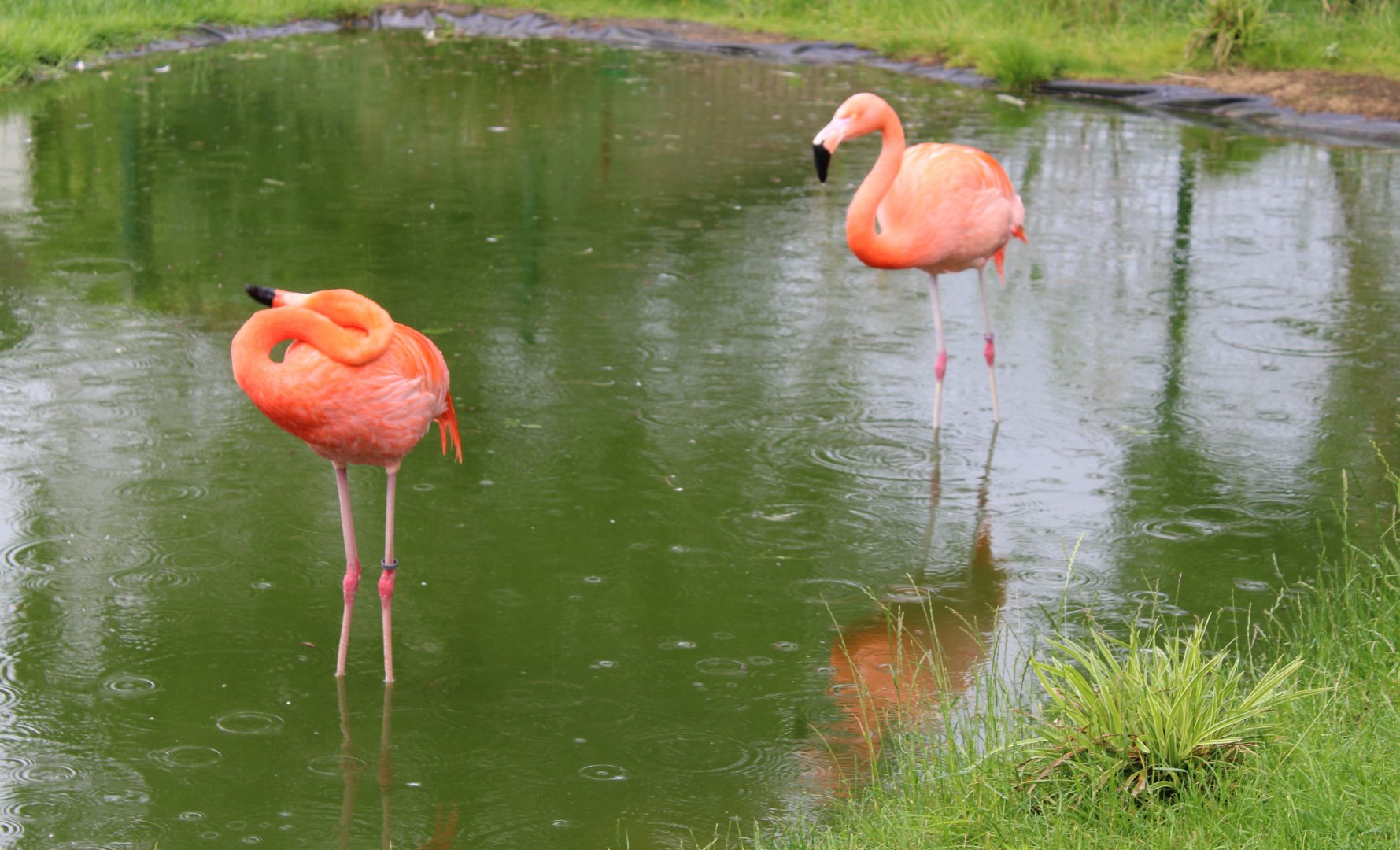 American and Chilean flamingo