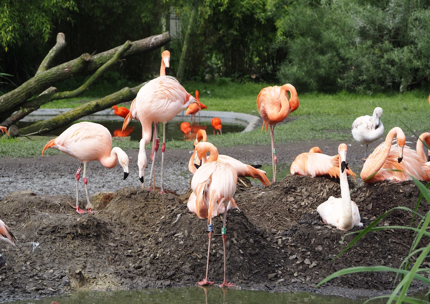 American and Chilean flamingos nesting again, 2024-05-28
