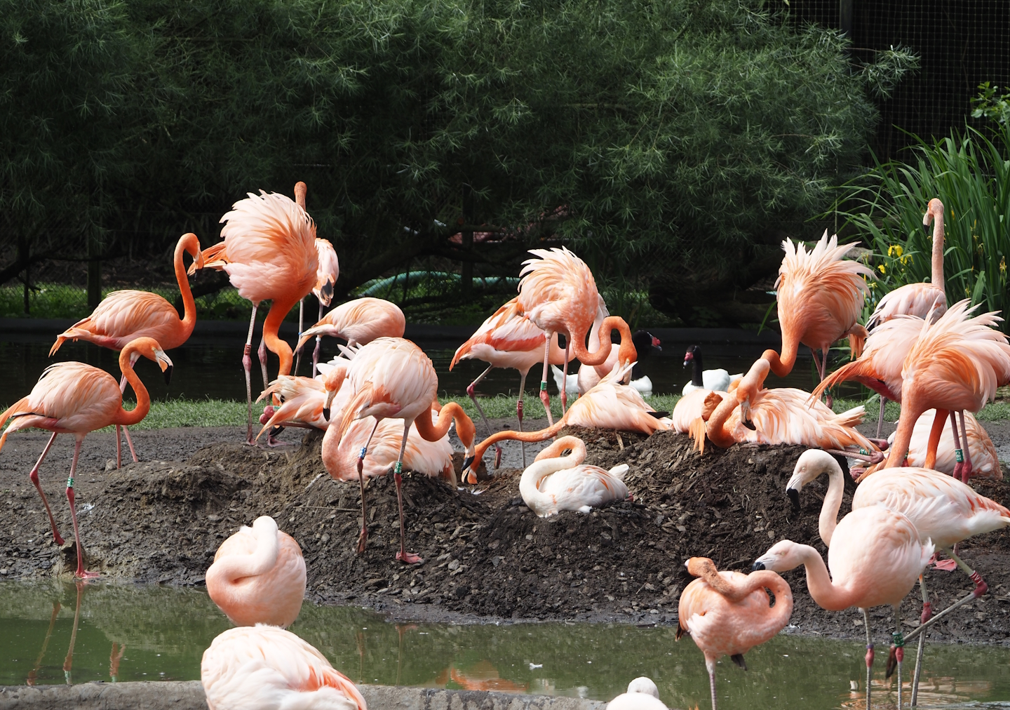 American and Chilean flamingos nesting again, 2024-05-28